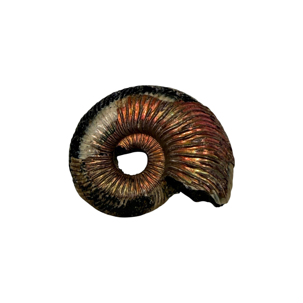 Pyritized Ammonite
