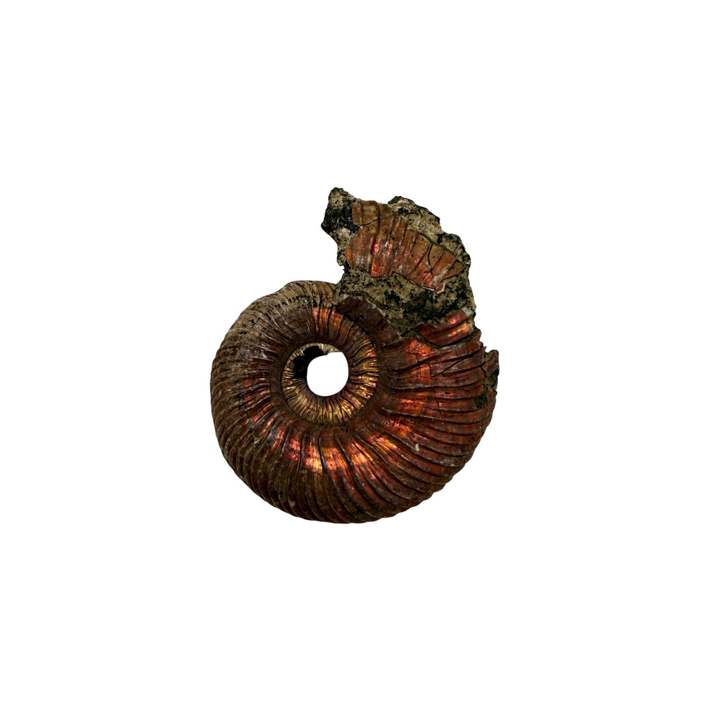 Pyritized Ammonite