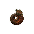 Pyritized Ammonite