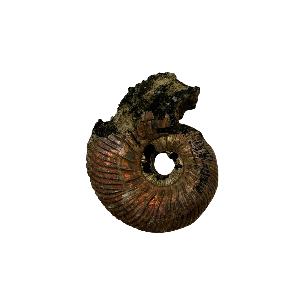 Pyritized Ammonite