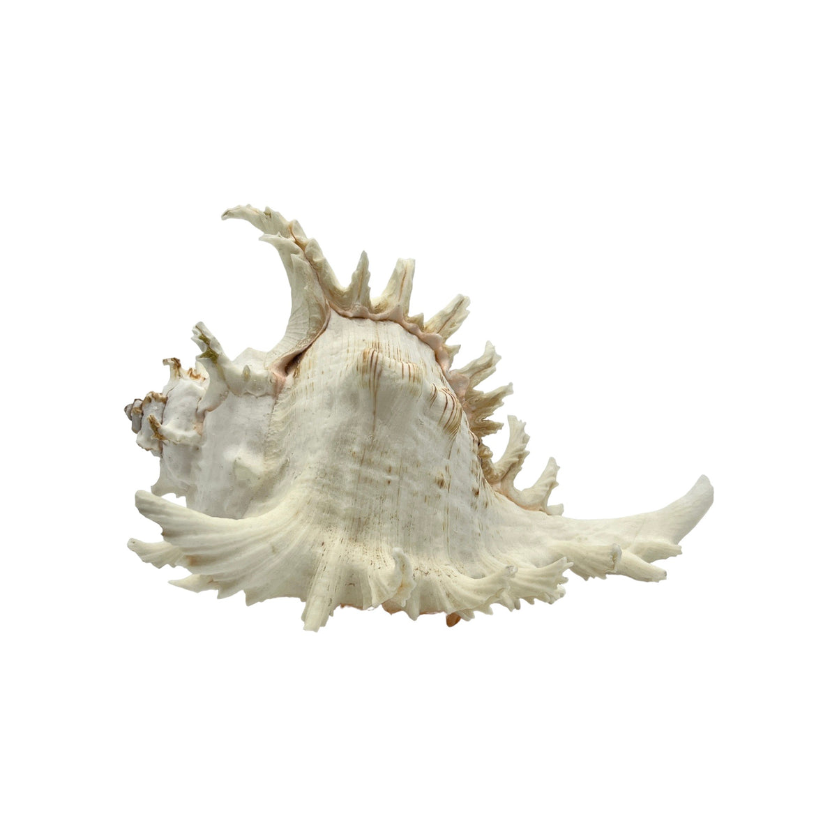 Ramose Murex (9")