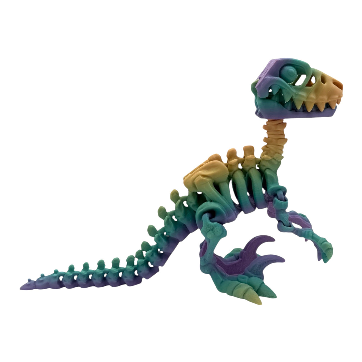 3D Printed Raptor Skeleton