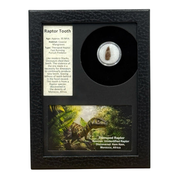 Raptor Tooth Display – Tyrannostorus