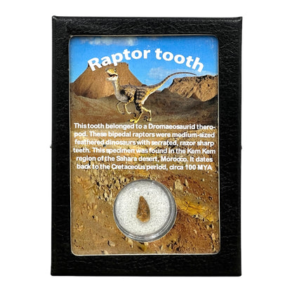 Raptor Tooth Display