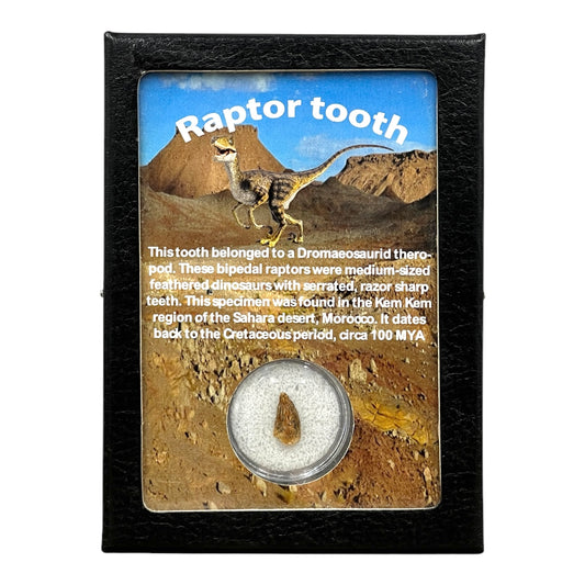 Raptor Tooth Display