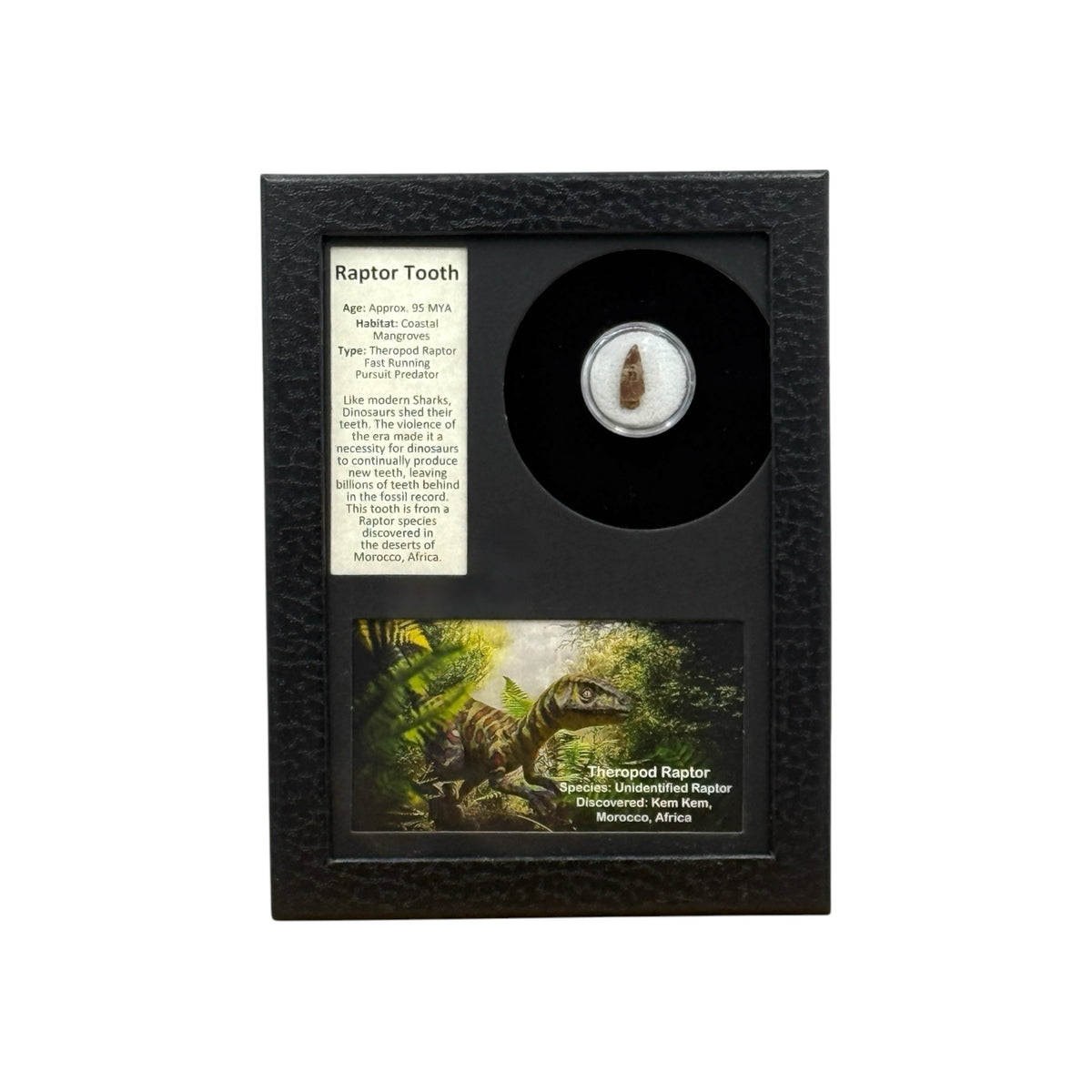 Raptor Tooth Display