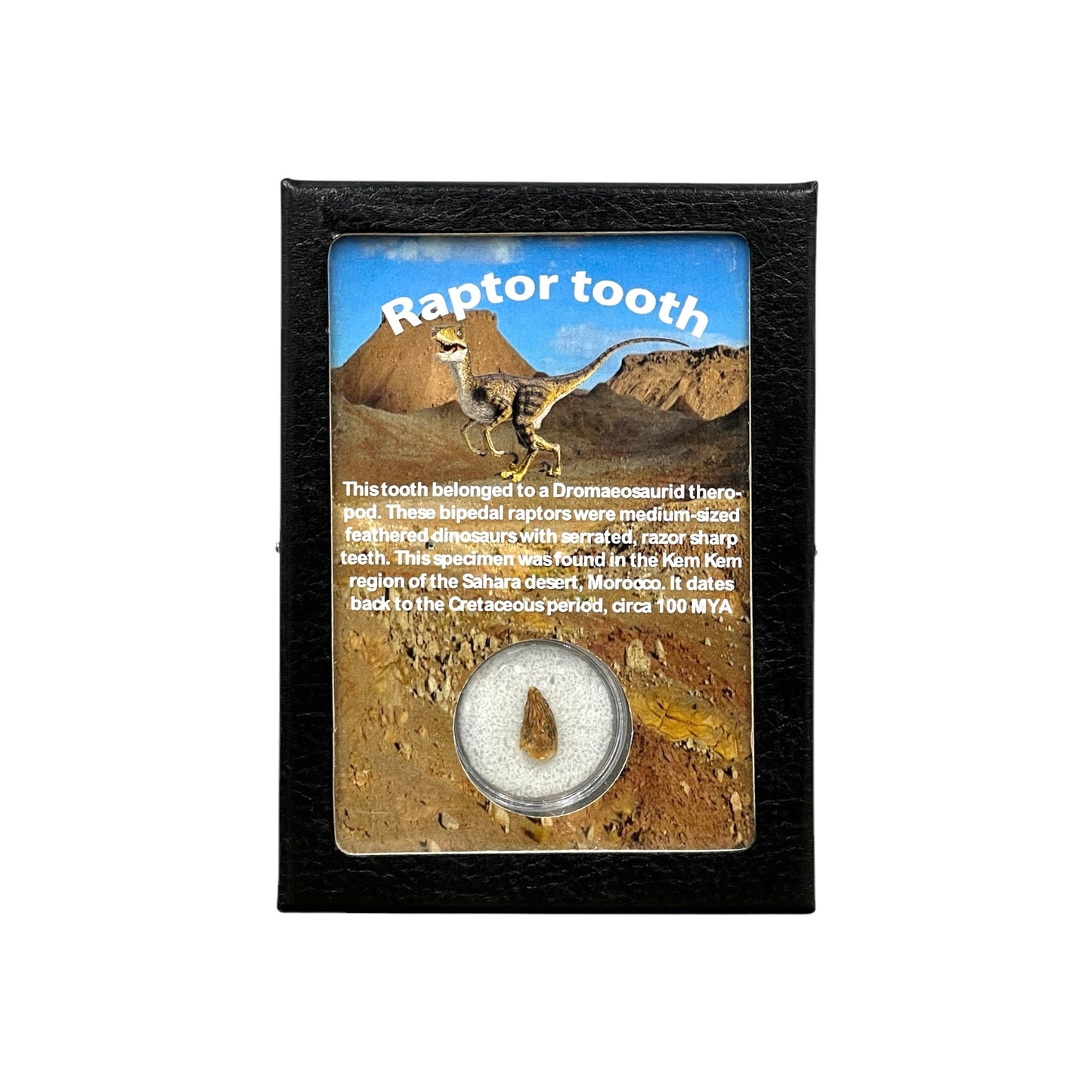 Raptor Tooth Display