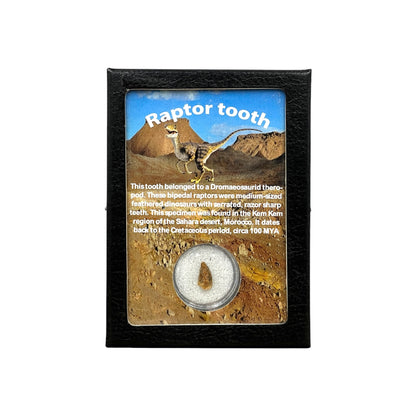 Raptor Tooth Display