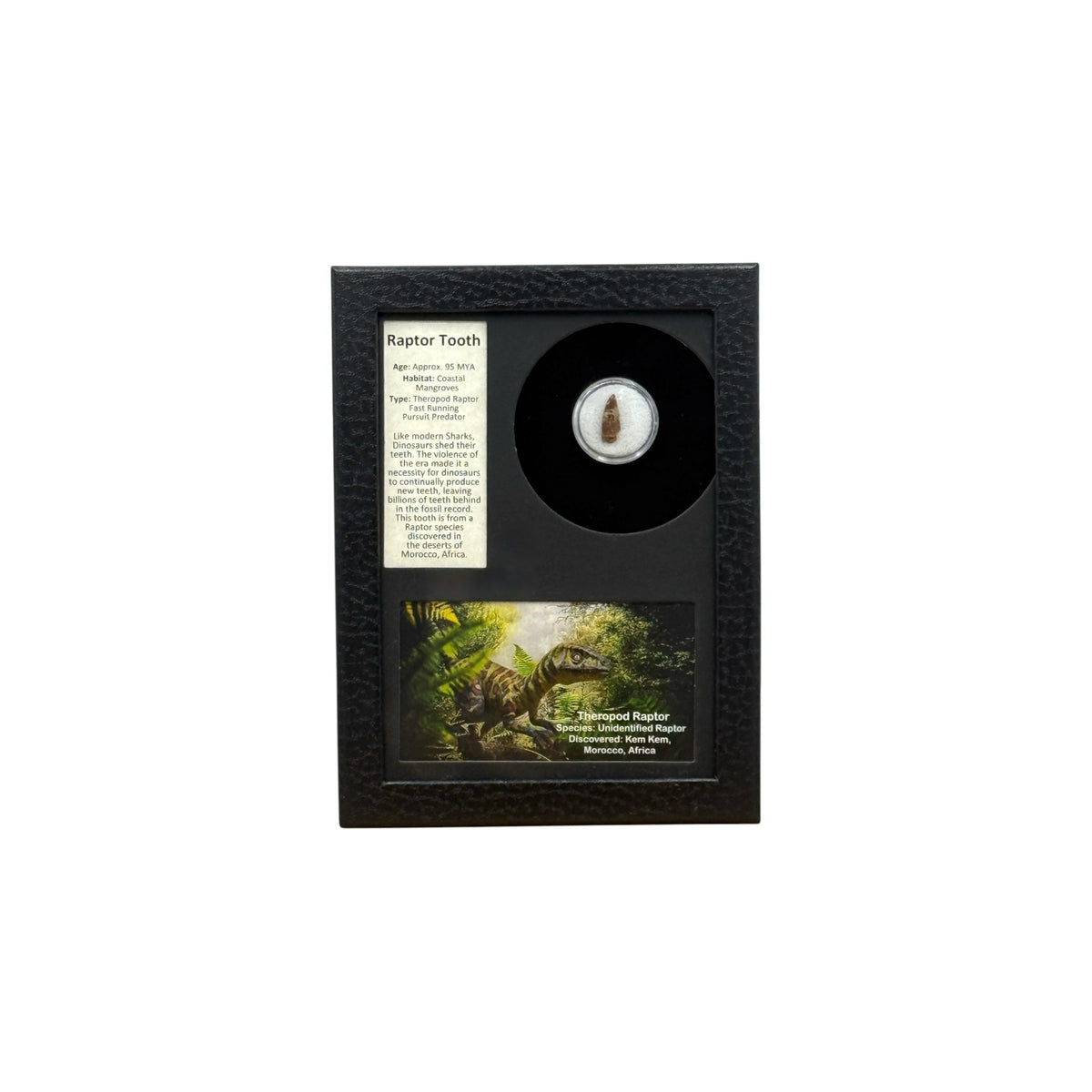 Raptor Tooth Display