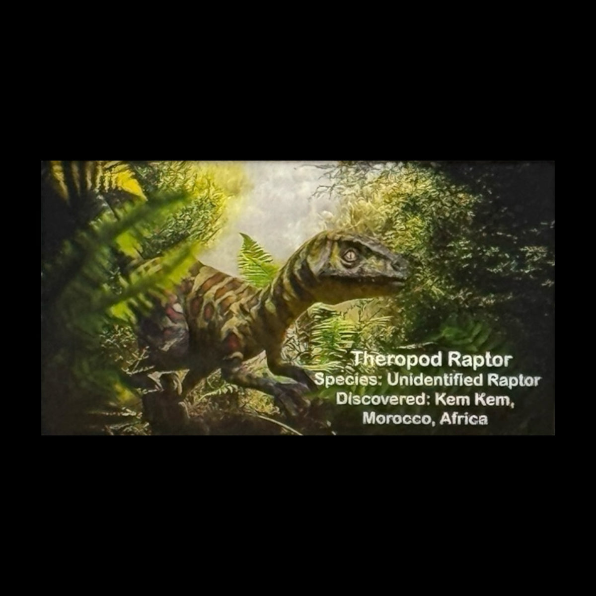 Raptor Tooth Display