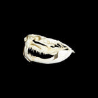 Skull Replica (Western Diamondback Rattlesnake)