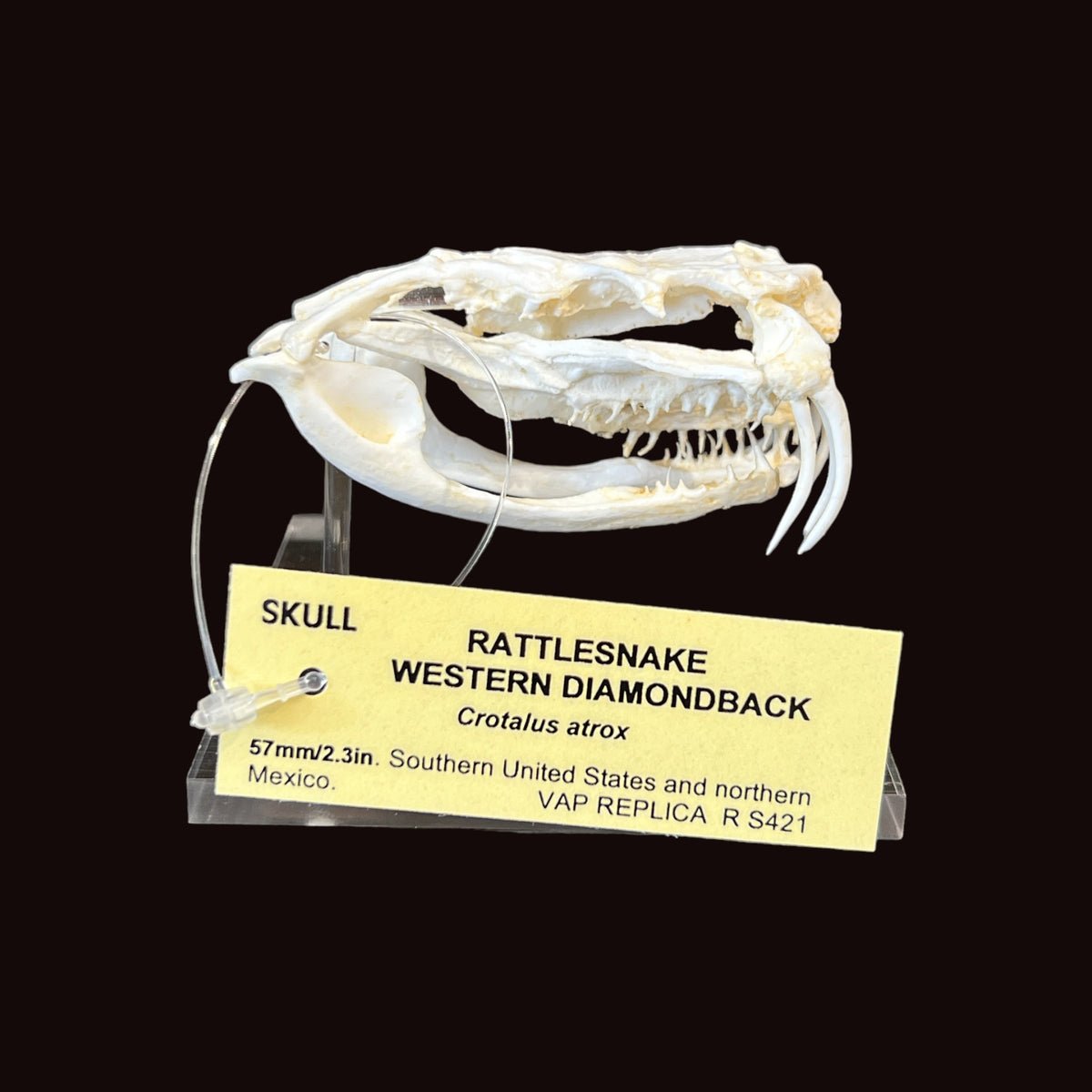 Skull Replica (Western Diamondback Rattlesnake)