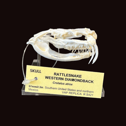 Skull Replica (Western Diamondback Rattlesnake)
