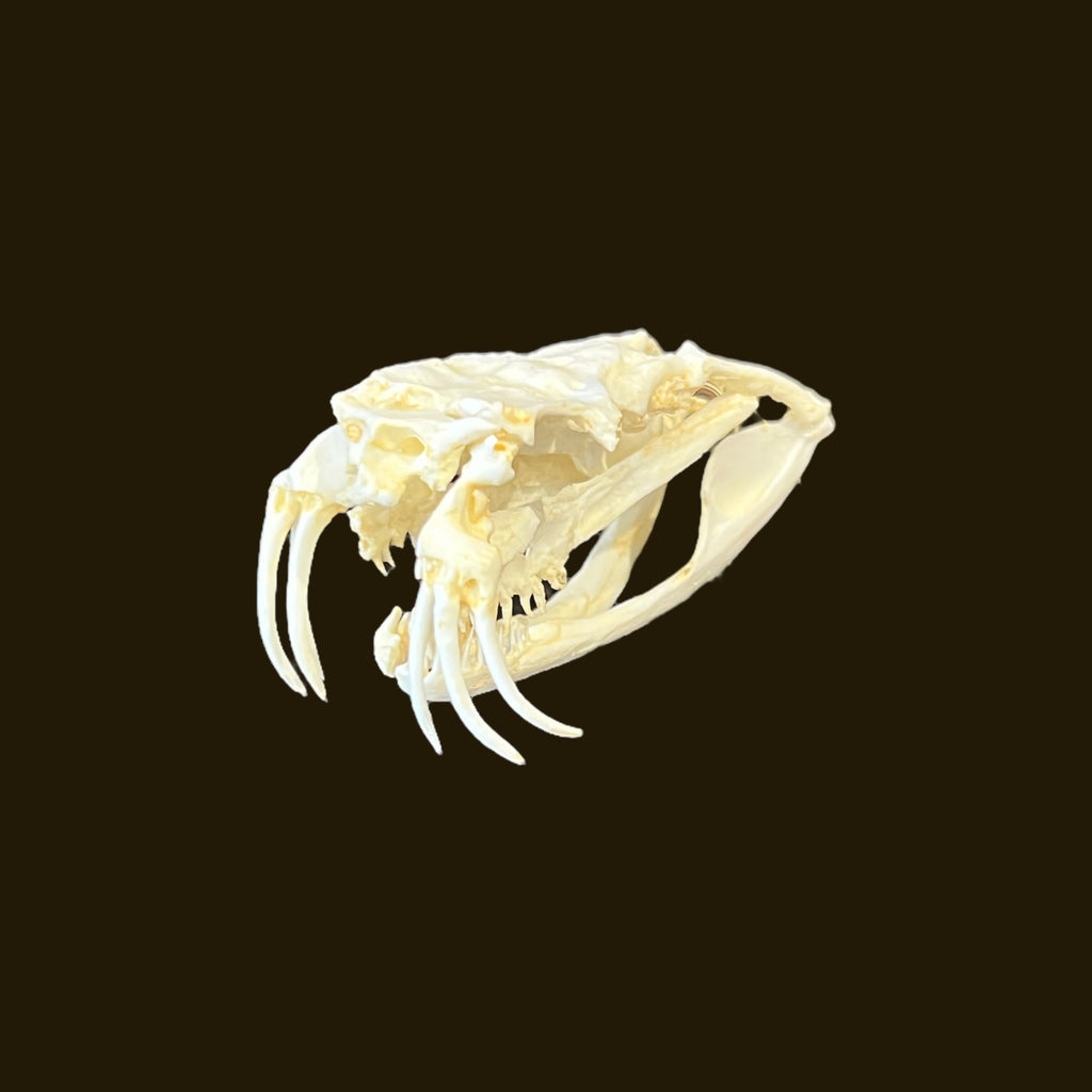 Skull Replica (Western Diamondback Rattlesnake)