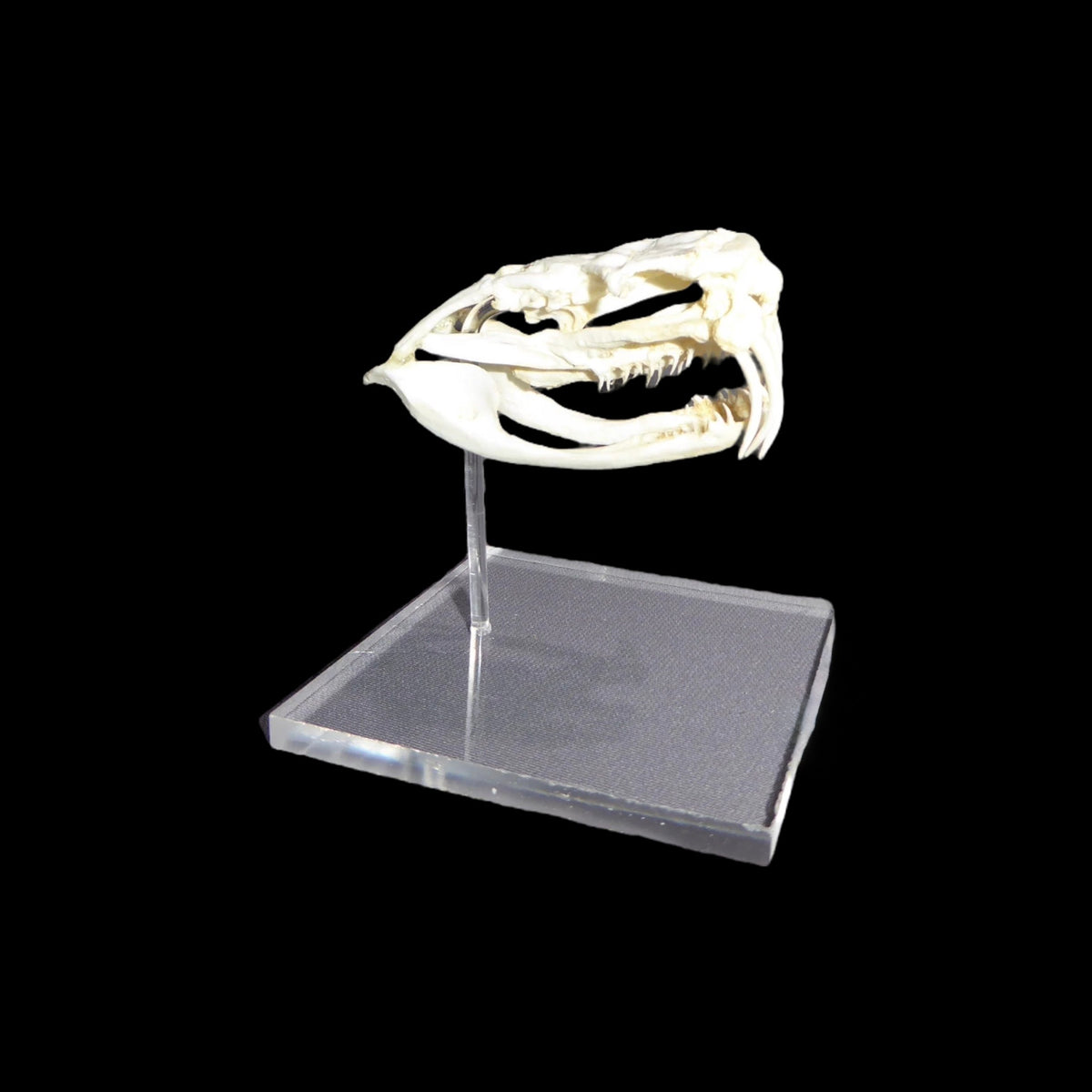 Skull Replica (Western Diamondback Rattlesnake)