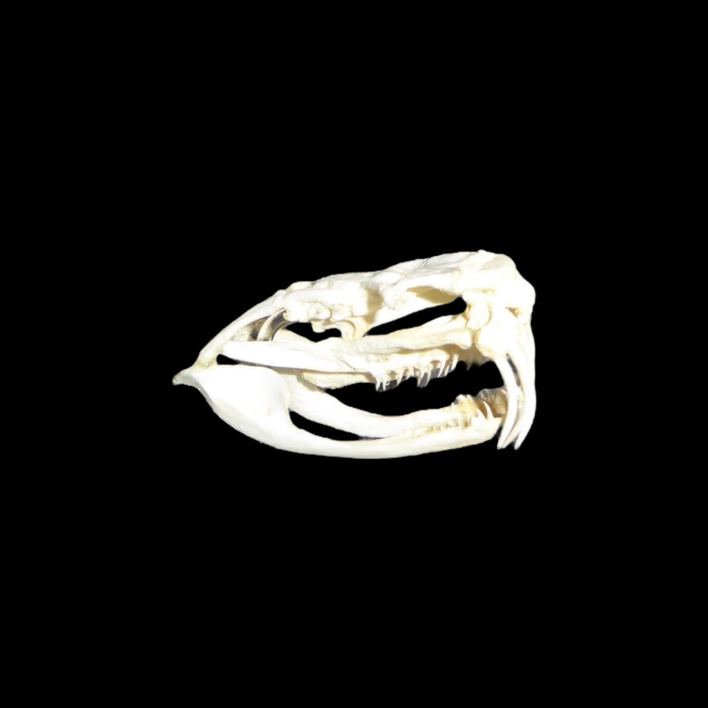 Skull Replica (Western Diamondback Rattlesnake)