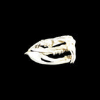 Skull Replica (Western Diamondback Rattlesnake)