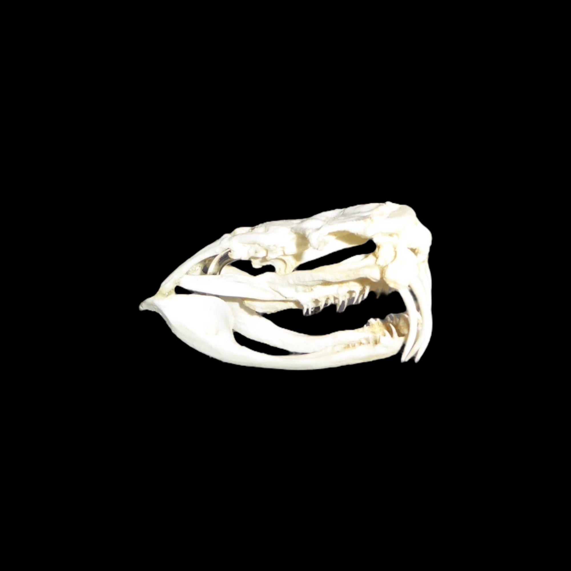 Skull Replica (Western Diamondback Rattlesnake)