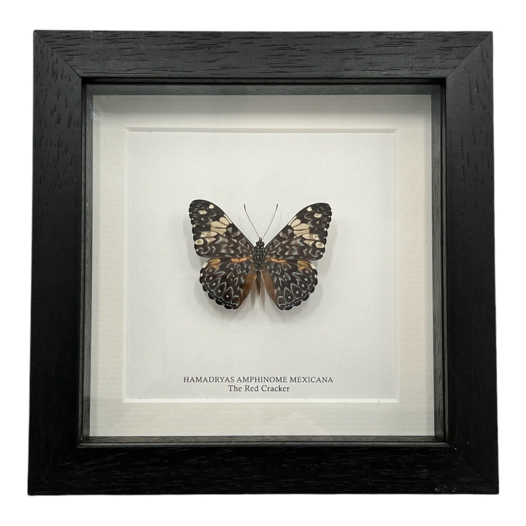 Red Cracker Butterfly