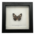 Red Cracker Butterfly