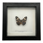 Red Cracker Butterfly