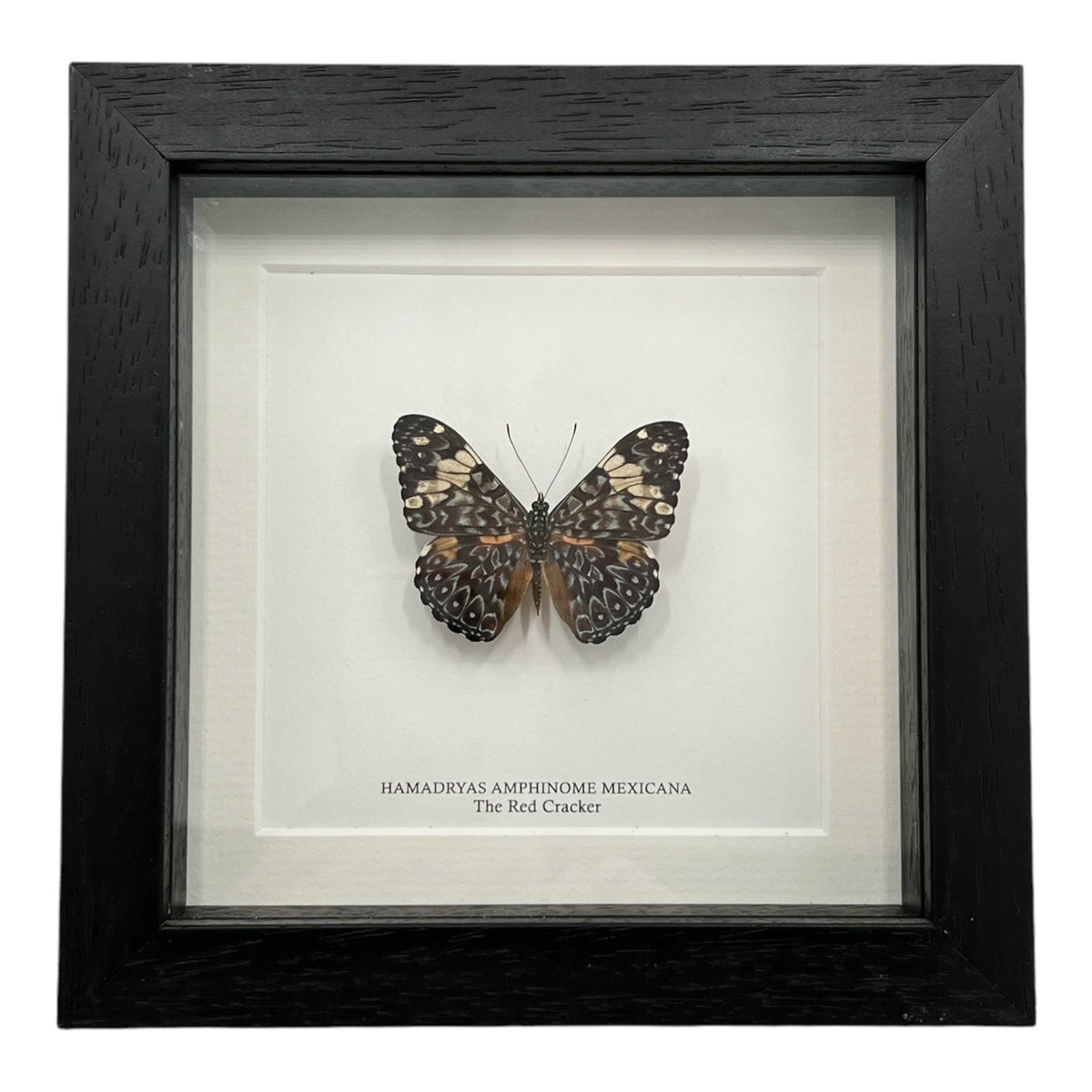 Red Cracker Butterfly