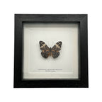 Red Cracker Butterfly