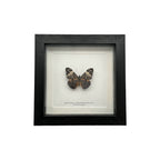 Red Cracker Butterfly