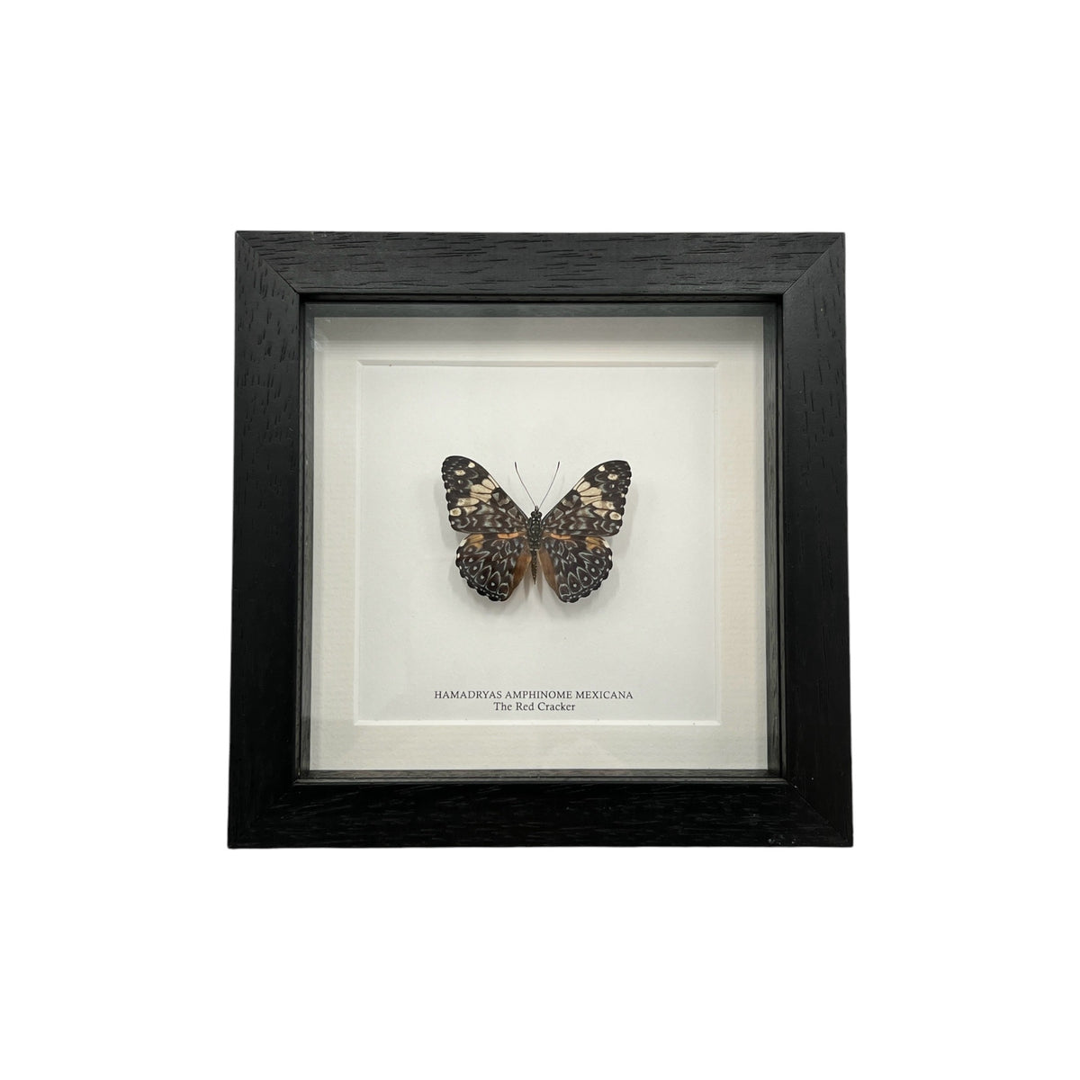 Red Cracker Butterfly