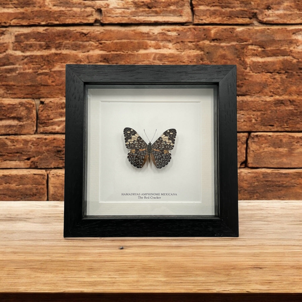 Red Cracker Butterfly