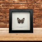 Red Cracker Butterfly