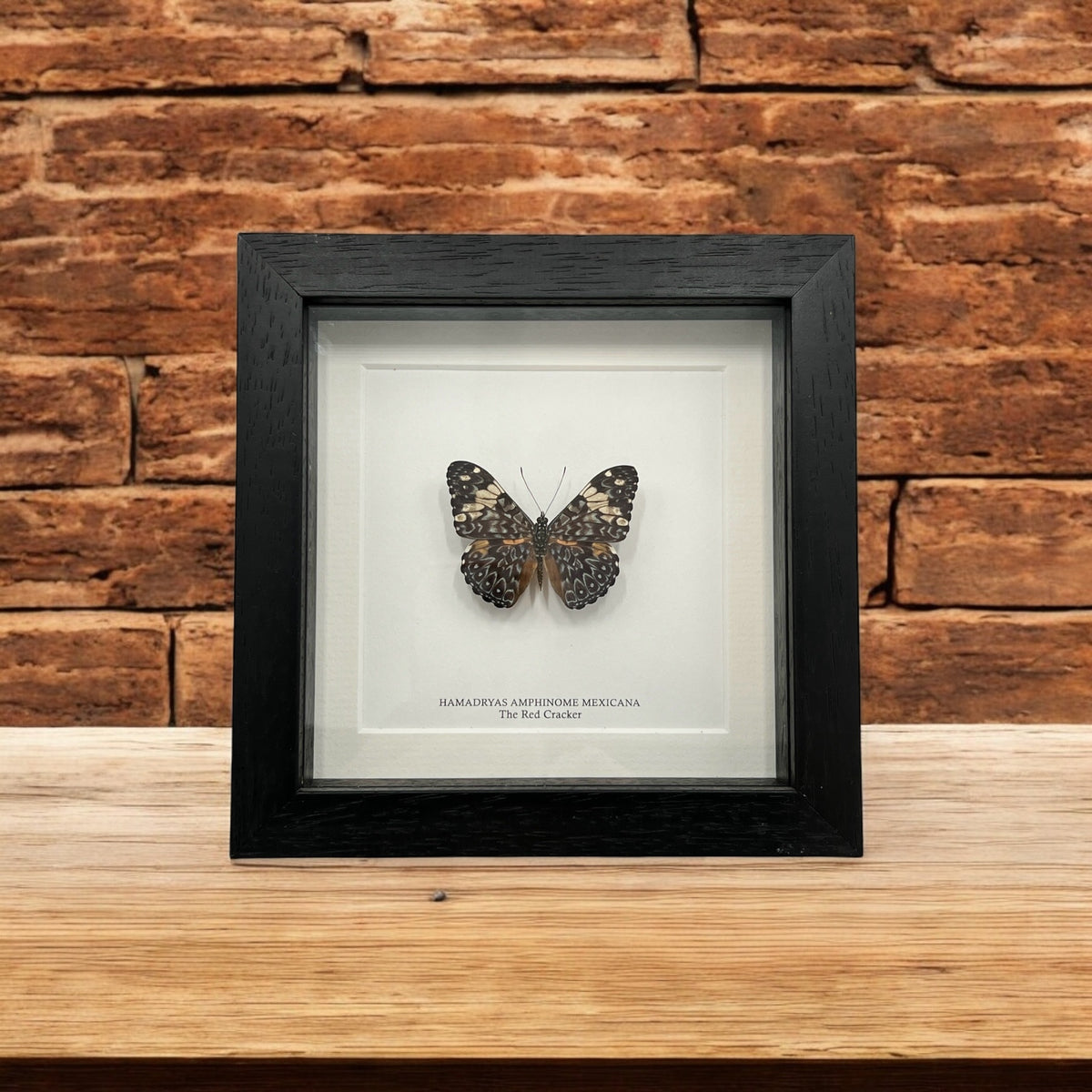 Red Cracker Butterfly