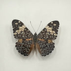 Red Cracker Butterfly