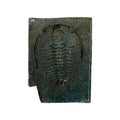 Redlichia chinensis Trilobite
