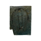 Redlichia chinensis Trilobite