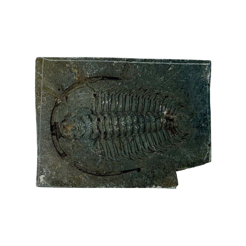 Redlichia chinensis Trilobite