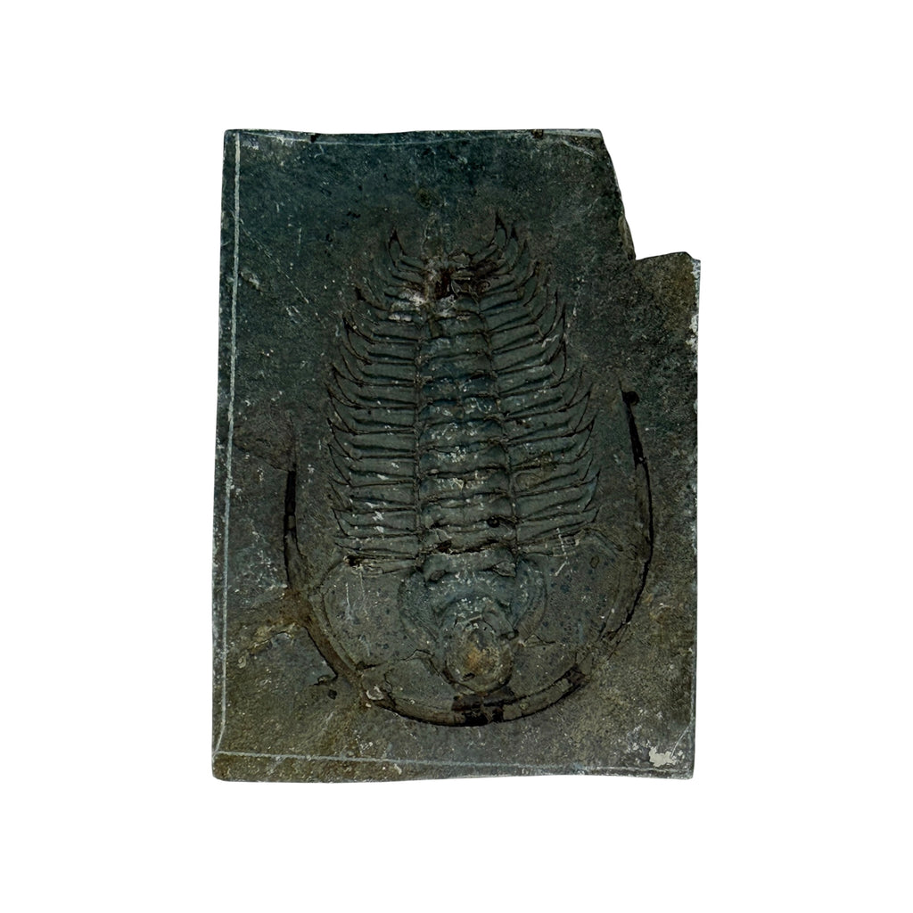 Redlichia chinensis Trilobite