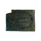 Redlichia chinensis Trilobite