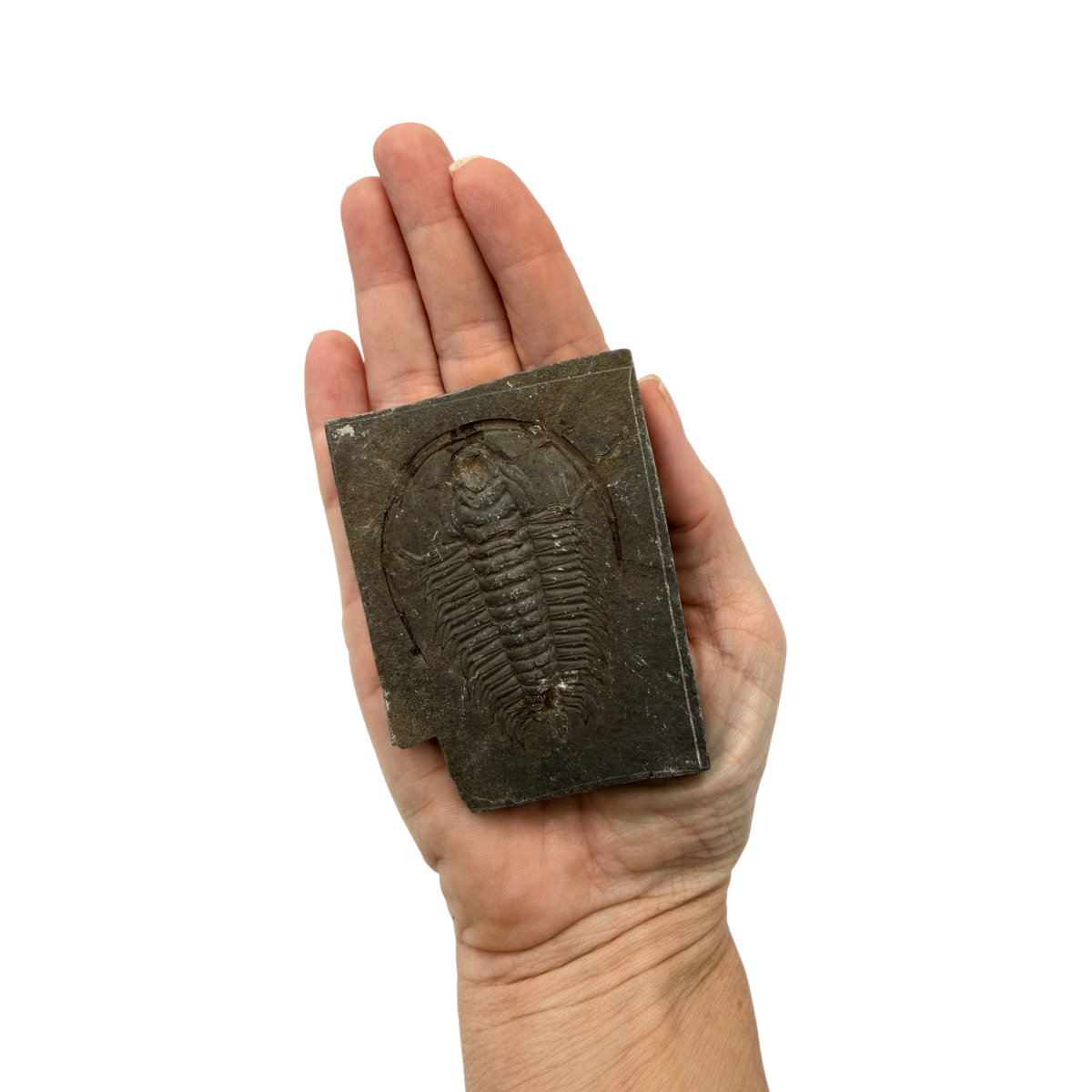 Redlichia chinensis Trilobite