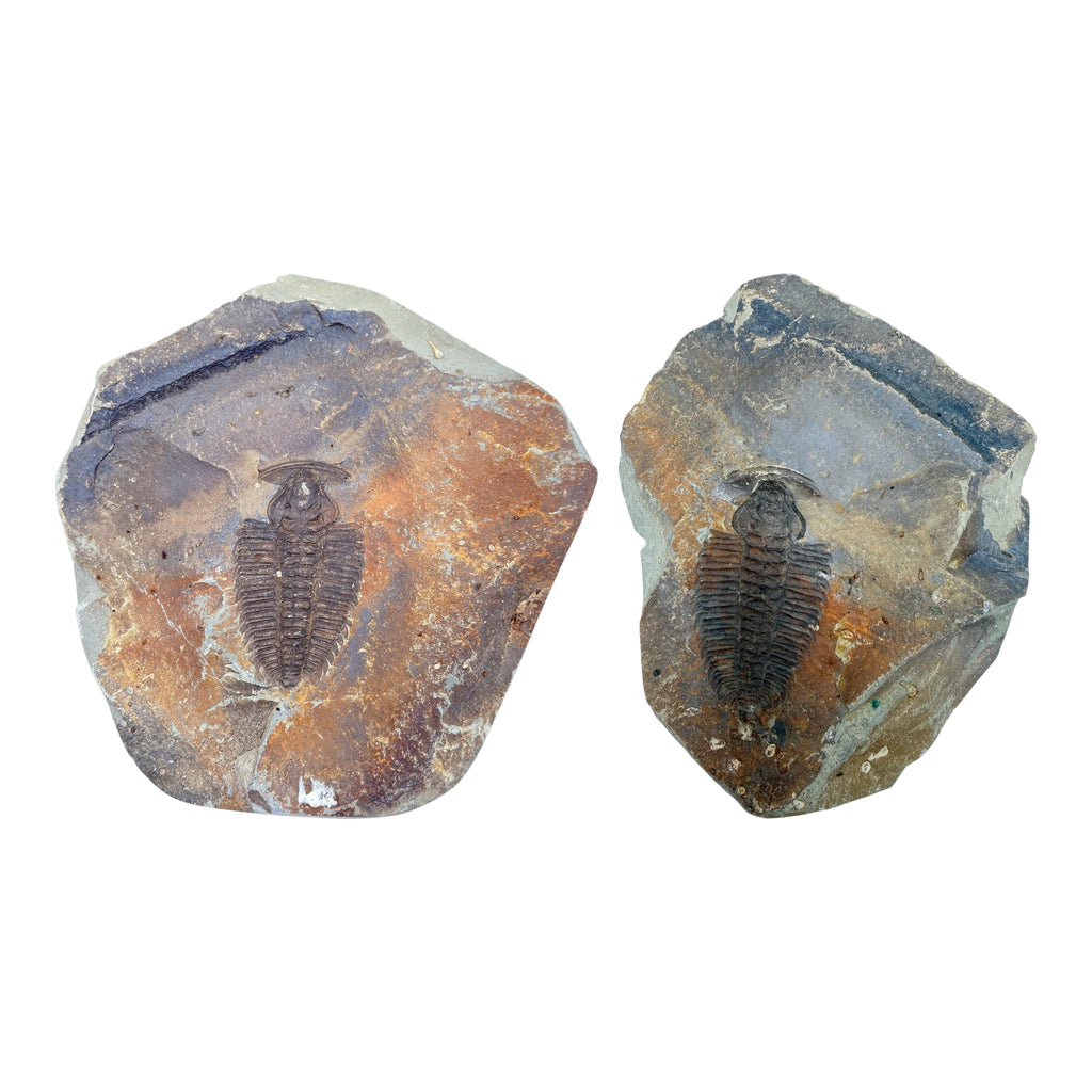 Redlichia chinensis Trilobite Pair