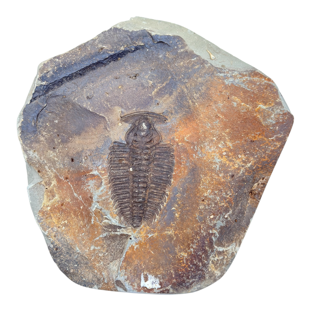 Redlichia chinensis Trilobite Pair