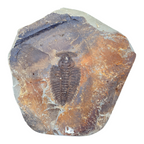 Redlichia chinensis Trilobite Pair
