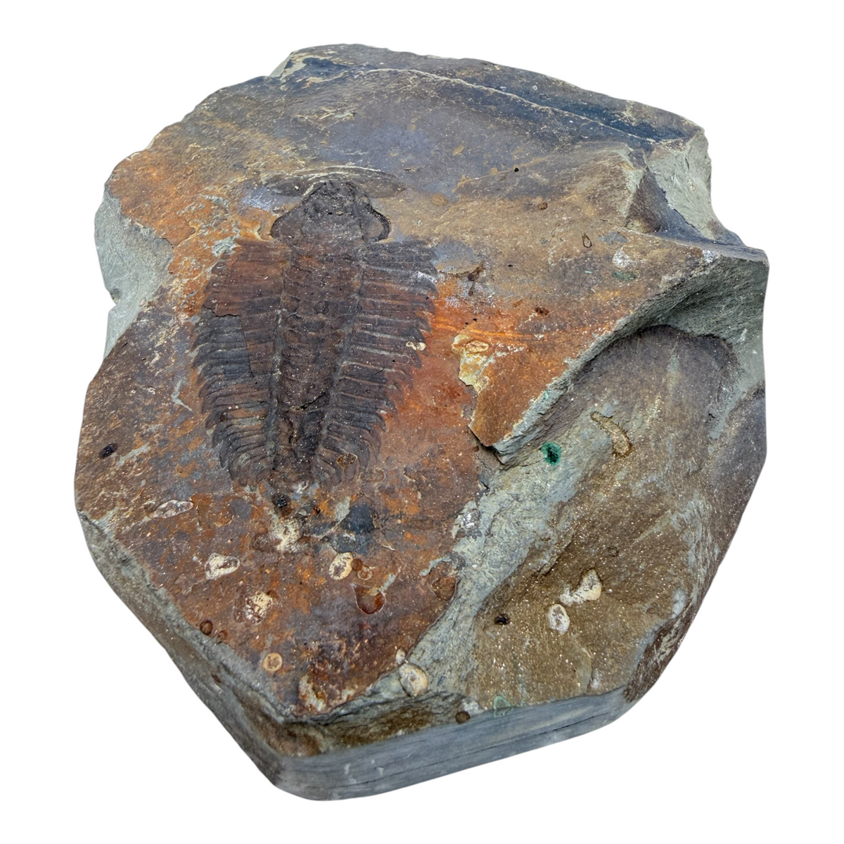 Redlichia chinensis Trilobite Pair