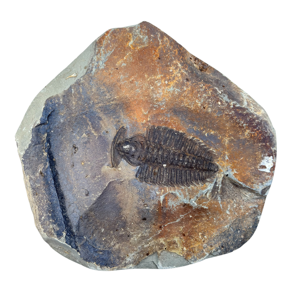 Redlichia chinensis Trilobite Pair
