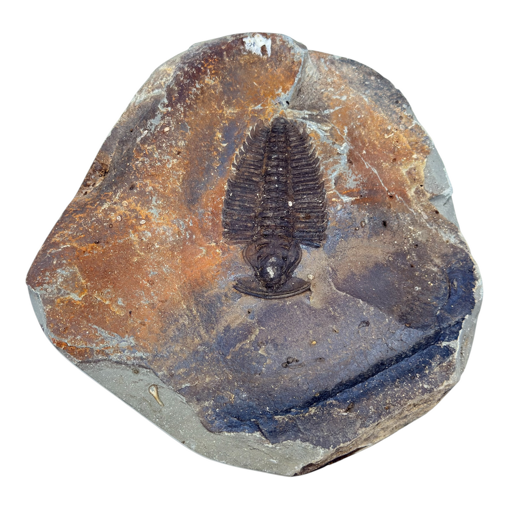 Redlichia chinensis Trilobite Pair