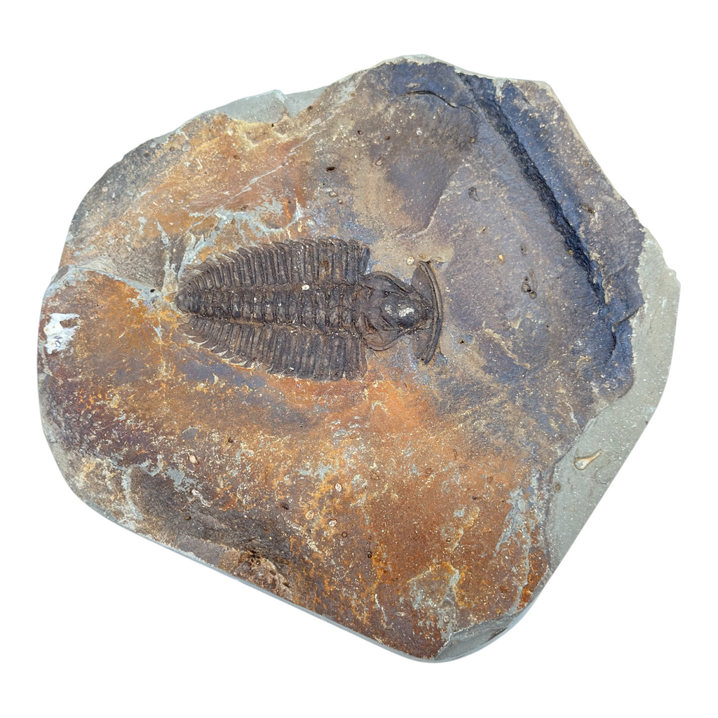 Redlichia chinensis Trilobite Pair