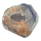 Redlichia chinensis Trilobite Pair