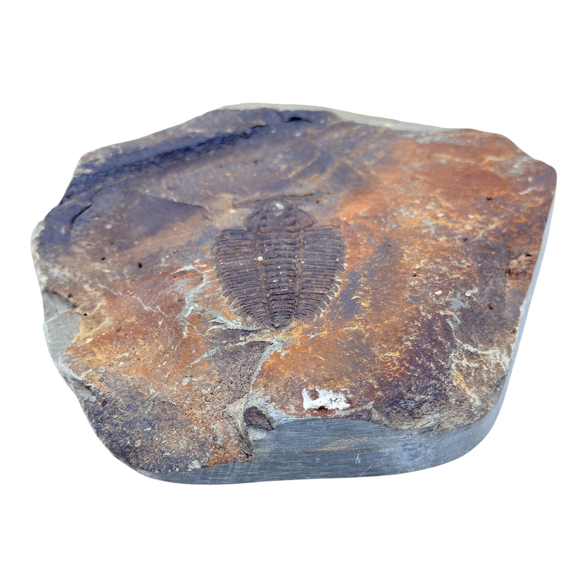 Redlichia chinensis Trilobite Pair
