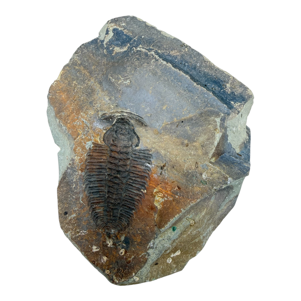 Redlichia chinensis Trilobite Pair