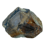 Redlichia chinensis Trilobite Pair